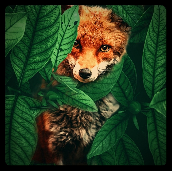 Meet your Posher, Tabby - Picture 1 of 1